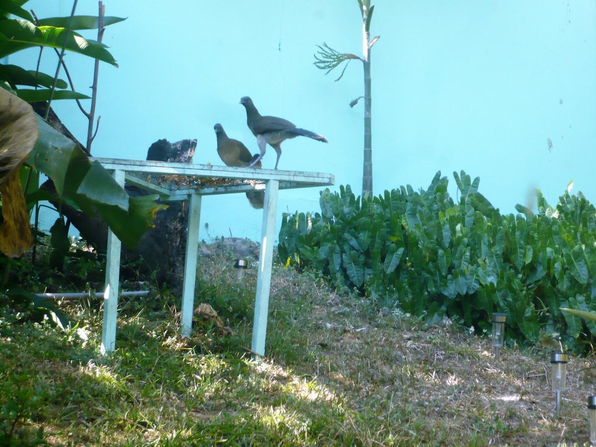 Dos Palmitos Bed And Breakfast Panama City Luaran gambar